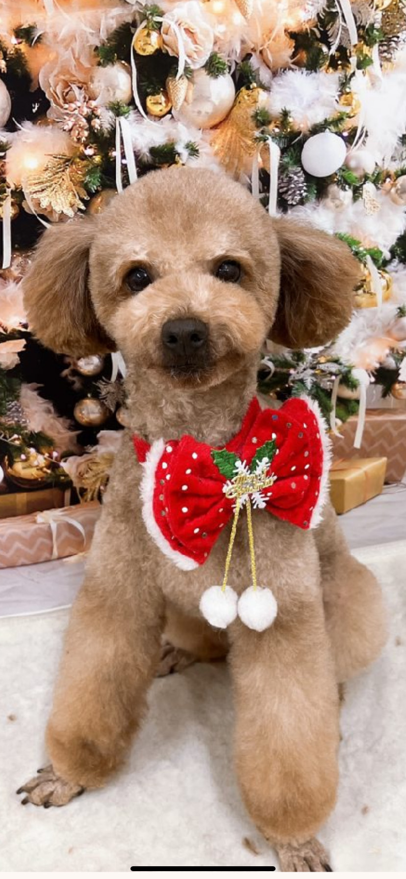 クリスマスツリーと犬