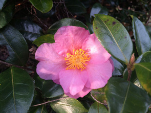 1月1日