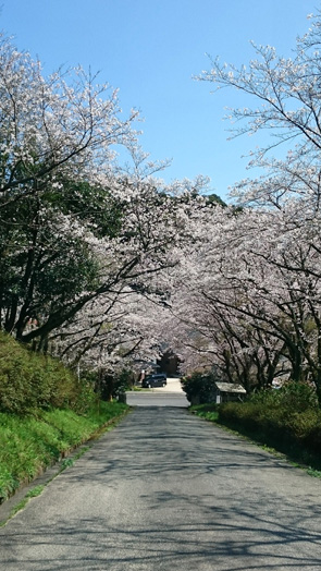 桜キャッチ