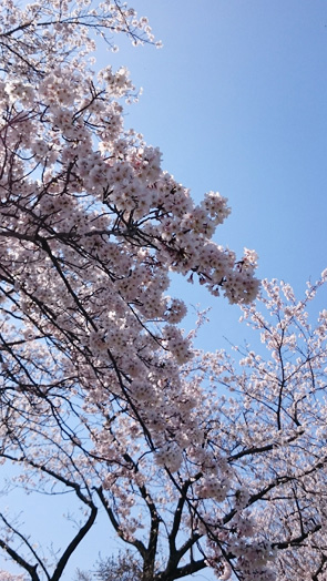 桜キャッチ