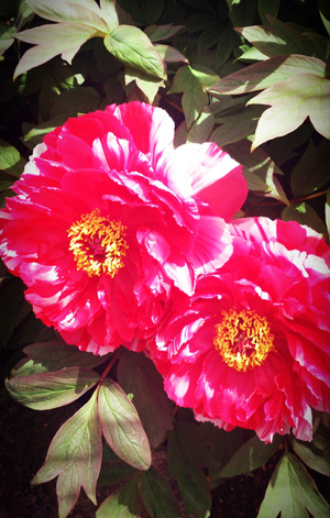 牡丹の花