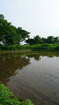 田植え