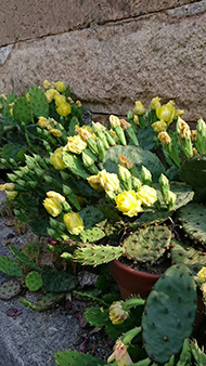 田植え