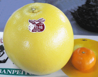 巨大みかん