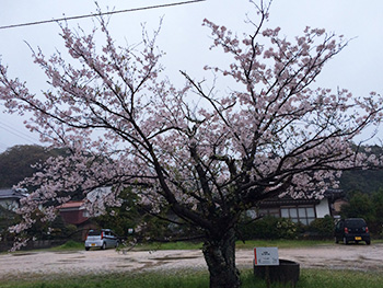 今朝の桜