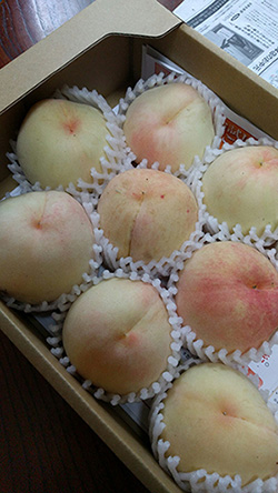腸内細菌