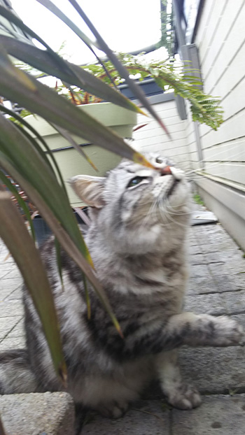 綾ちゃん