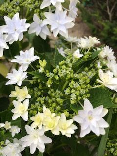 夏の暑さに向けて…。