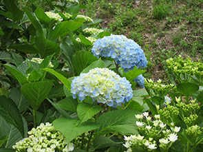 紫陽花