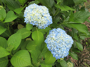 紫陽花