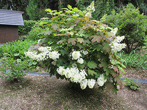 紫陽花