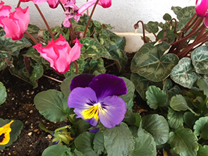 のぐち内科クリニックの花壇