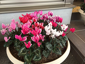 のぐち内科クリニックの花壇