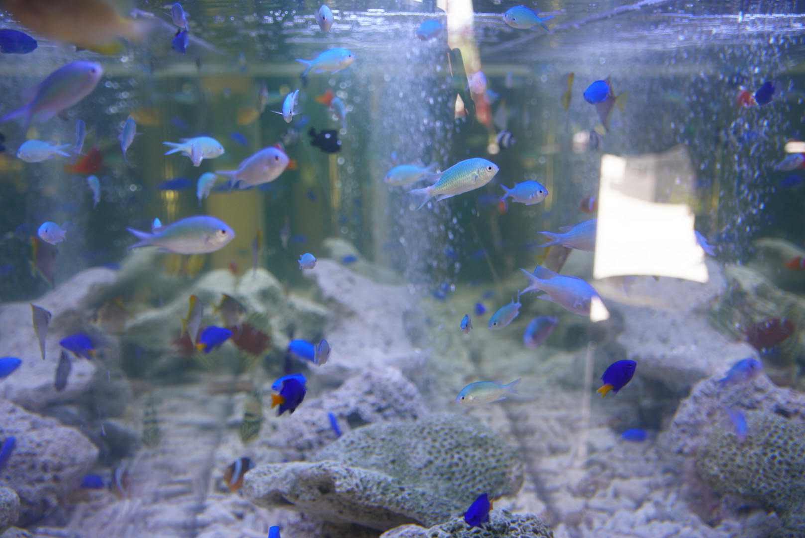 へんないきもの水族館