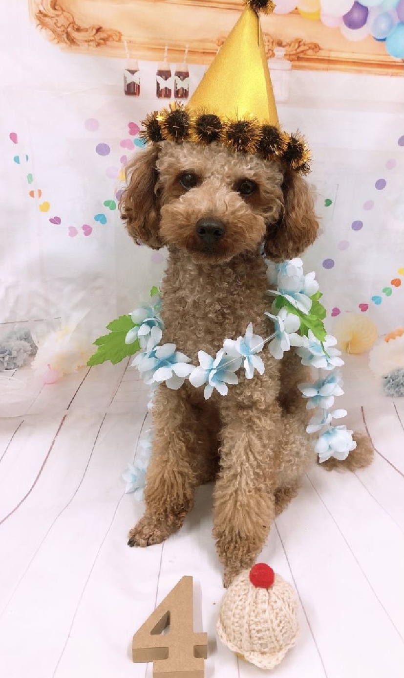 犬