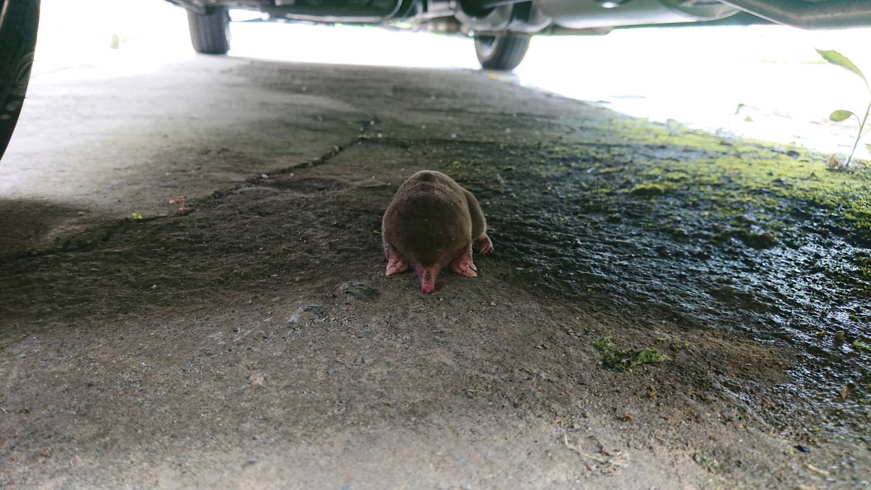 もぐら