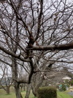 桜