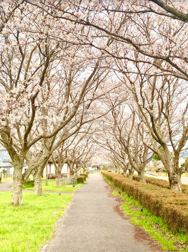 桜
