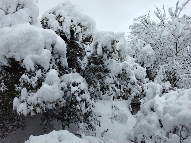 雪