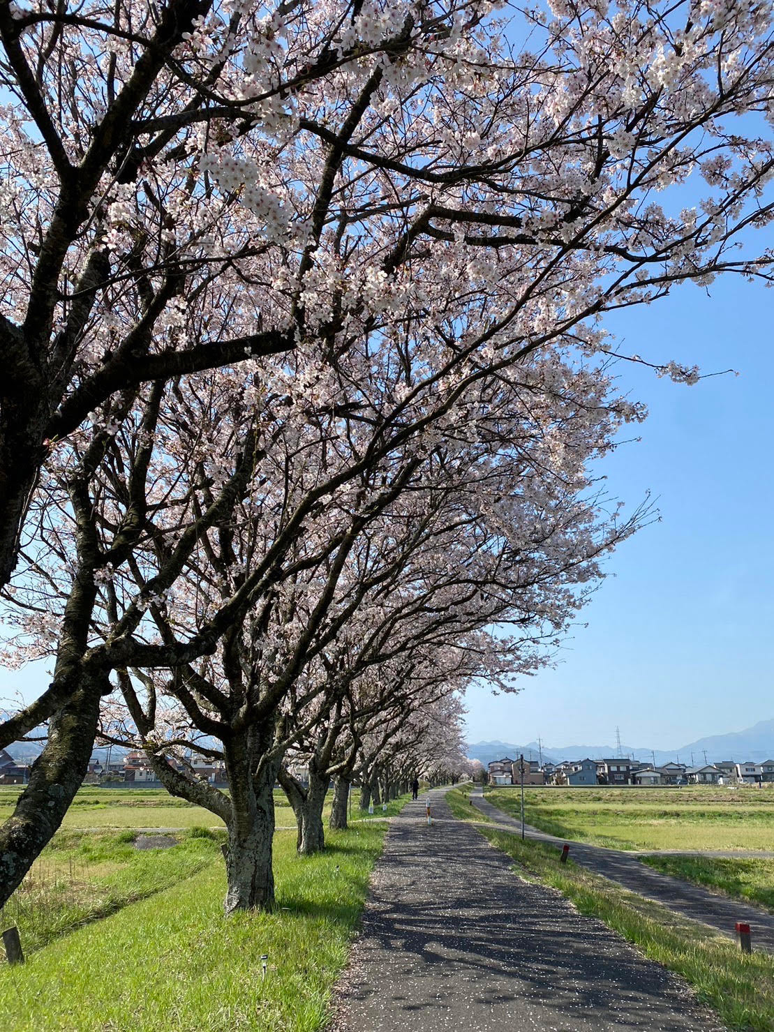お花見