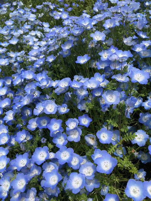 青い花